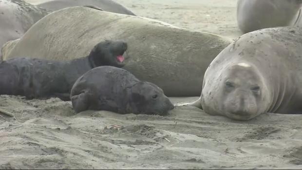 elephant seals (CBS) 