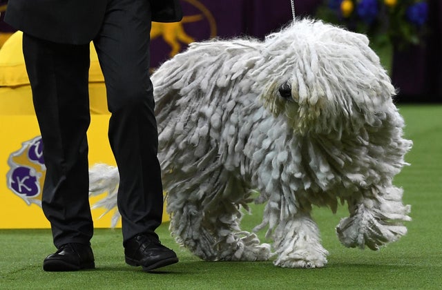 westminster dog 2019