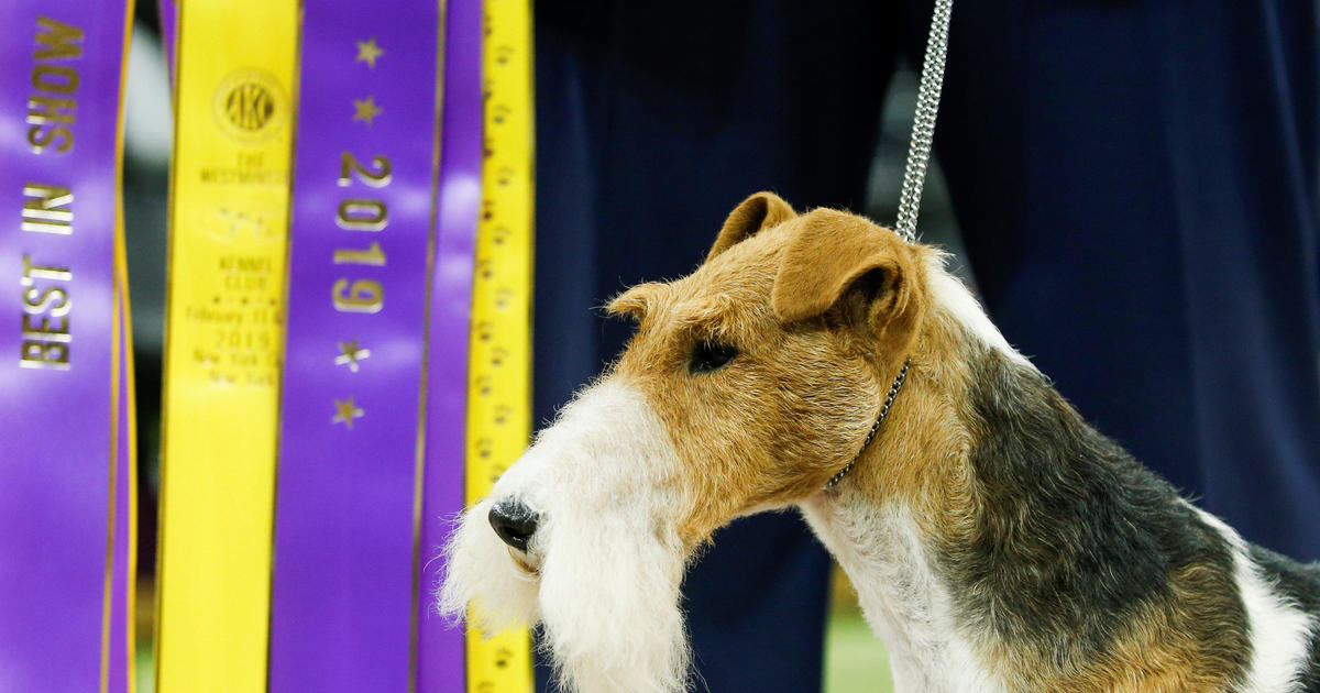 westminster best in show 2019