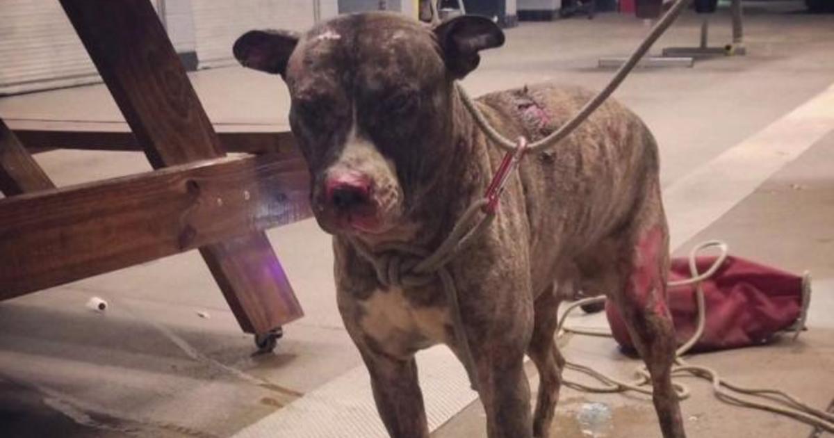Tommie the dog: Richmond dog set on fire while tied to a ...