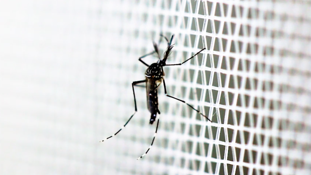 mosquito.png