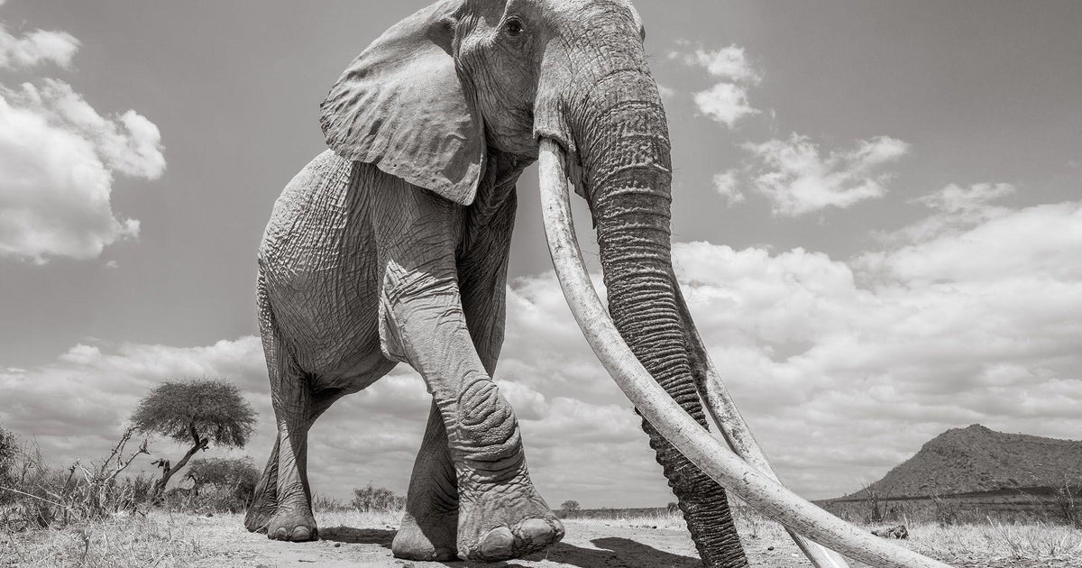 Super tusker elephant Photographer captures final images of Kenya's