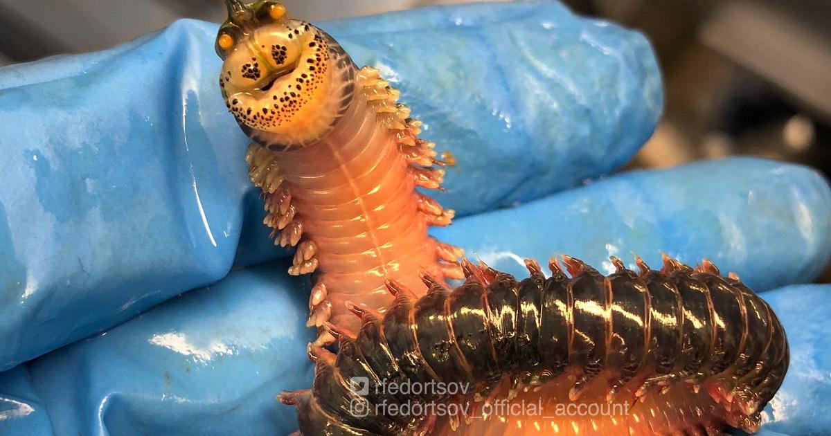 Crazy Looking Fish From The Deep Sea Cbs News