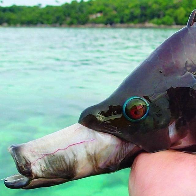 Crazy Looking Fish From The Deep Sea Cbs News