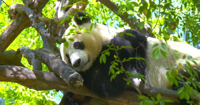 San Diego Zoo prepares to send giant pandas back to China - CBS News