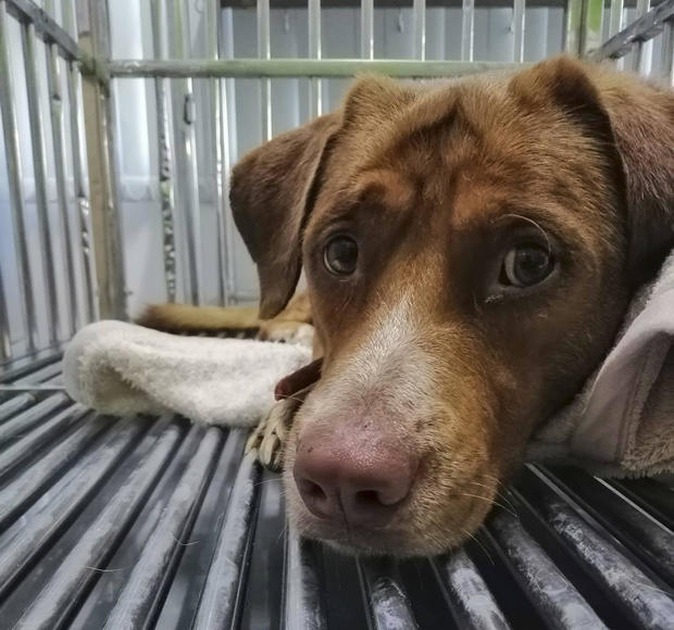 Thailand Rescued Dog 