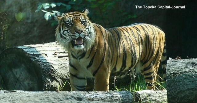 Tiger S Zookeeper At Topeka Zoo Cbs News