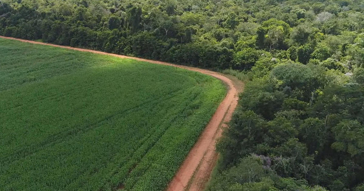 COP26 pledge will see nations commit to ending deforestation by 2030