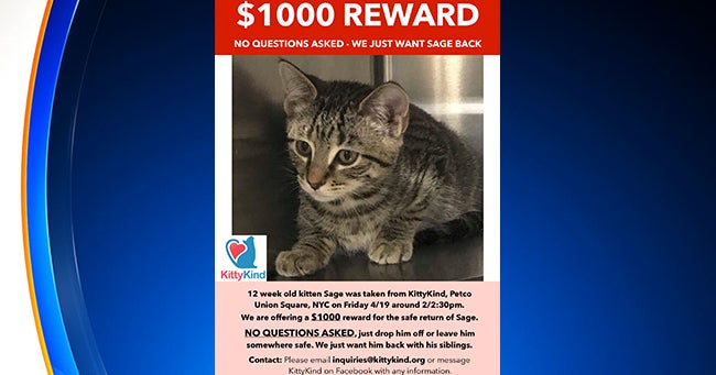 1,000 Reward Offered In Search For Stolen Kitten Named Sage CBS New York