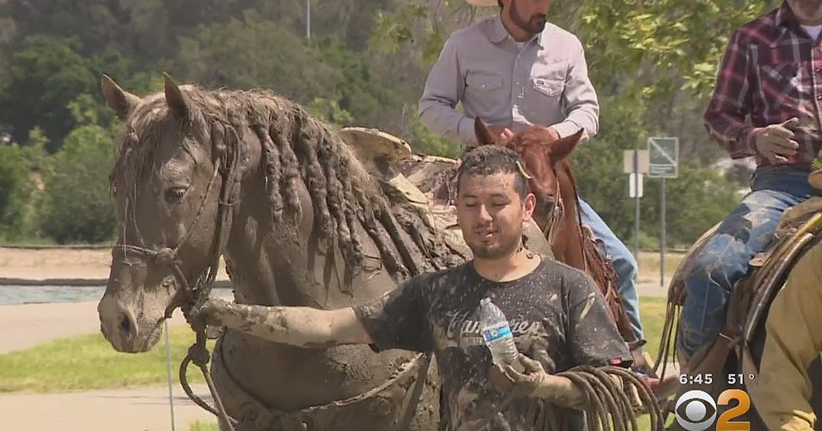 Firefighters Rescue Horse Stuck Chest-Deep In Mud At Hansen Dam - CBS ...