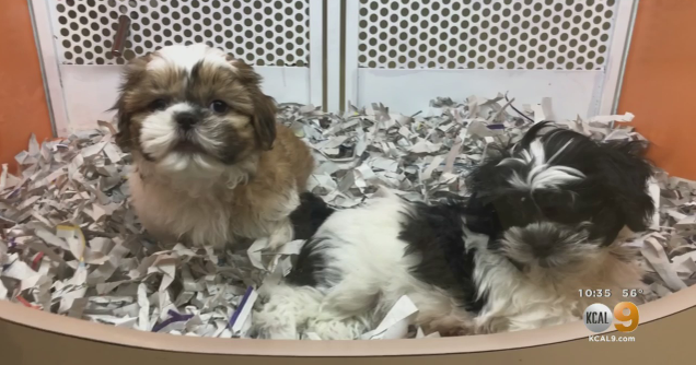 2 On Your Side Undercover Investigation Reveals Loophole In 'Puppy Mill Ban Law' CBS Los Angeles