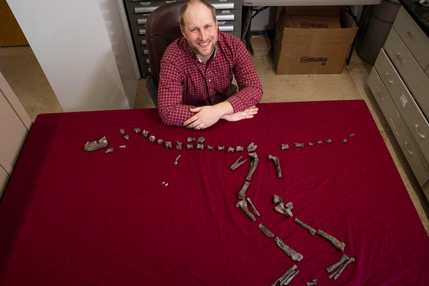 Newly Discovered Cousin Of T. Rex Was A Pint-Sized Killer Newly Discovered Cousin Of T. Rex Was A Pint-Sized Killer