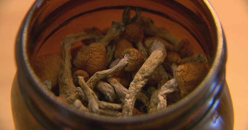Detroit decriminalizes psychedelic mushrooms