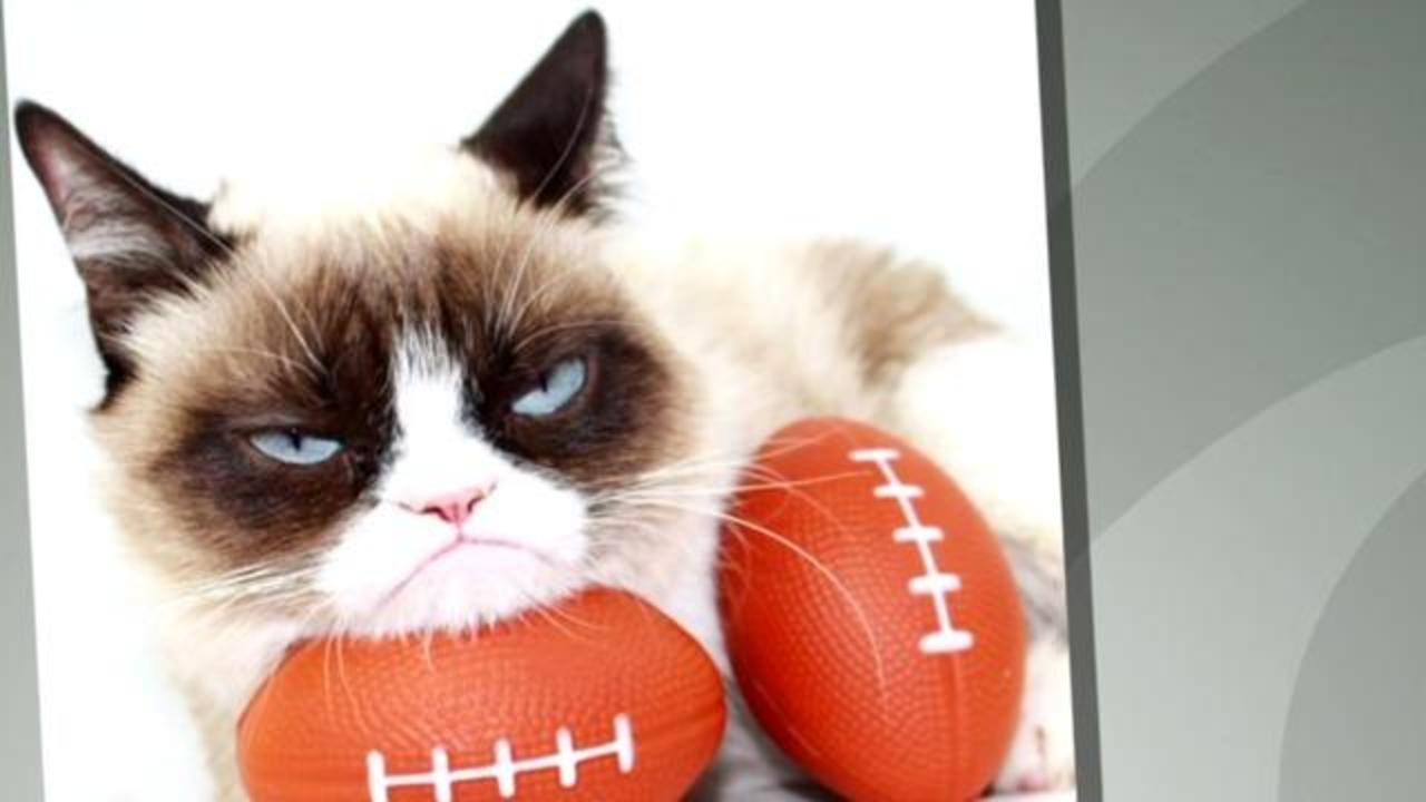Grumpy Cat Has Died Viral Cat Meme Sensation Dies At Age 7 Cause Of Death Was Complications After A Urinary Tract Infection Updated Cbs News