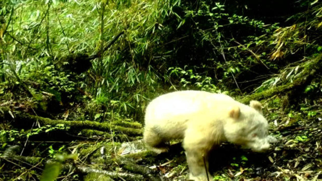 Albino giant panda: First-ever documented photos of all-white albino