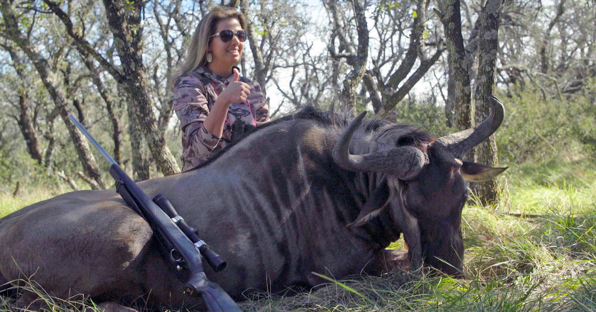 Bred Simply To Be Shot Inside America S Exotic Hunting Industry