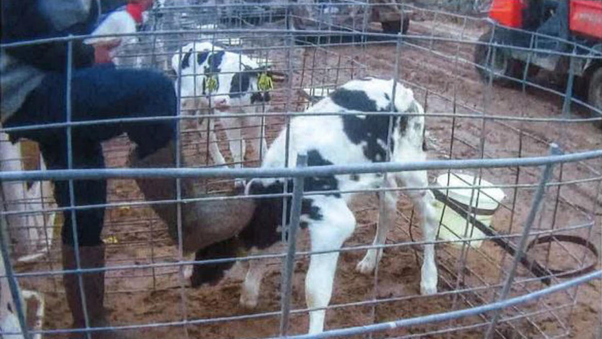 Fair Oaks Farms 3 charged with animal cruelty in connection with