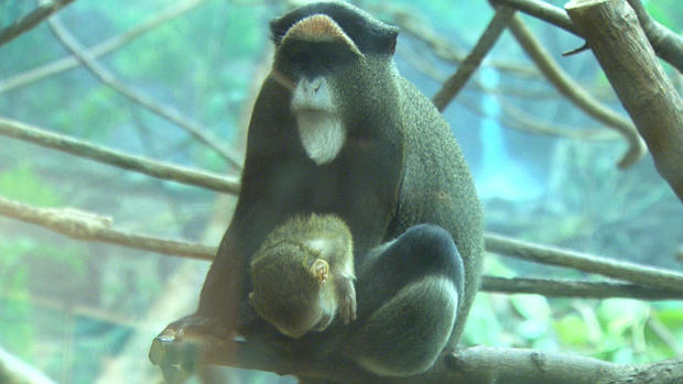 De Brazza's Monkey Baby and Mother 