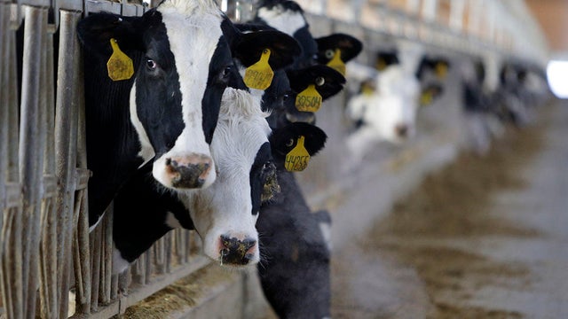 Food and Farm Dehorning Cows 