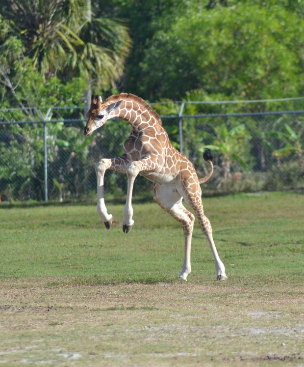 2 giraffes struck by lightning Lightning strike kills two giraffes at