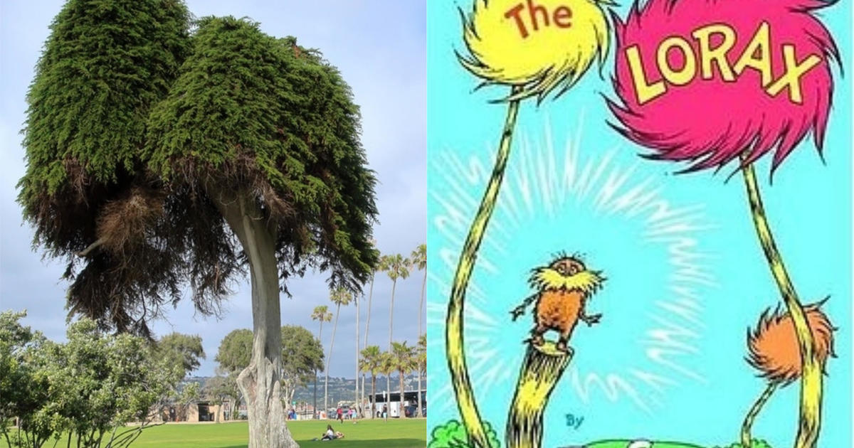The tree that inspired Dr. Seuss' "The Lorax" has fallen ove...