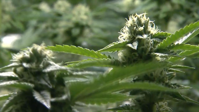 Impact Of Marijuana Industry 5 Years After Legalization In Colorado Cbs News
