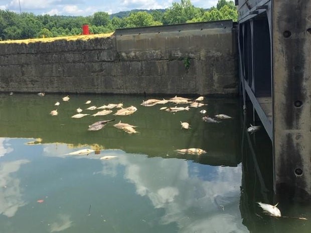 Jim Beam fire in Kentucky has led to thousands of fish dying because of