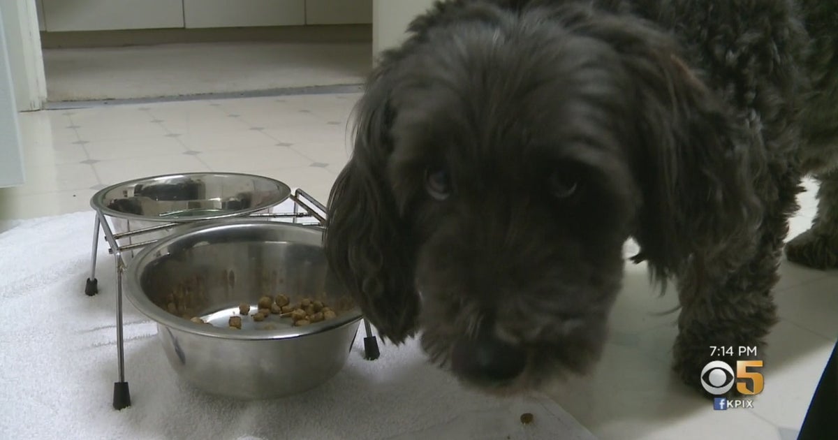 Researcher Possible Connection Between Diet And Canine Heart Disease