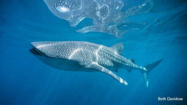 whale-shark-reflection-beth-davidow-620.jpg
