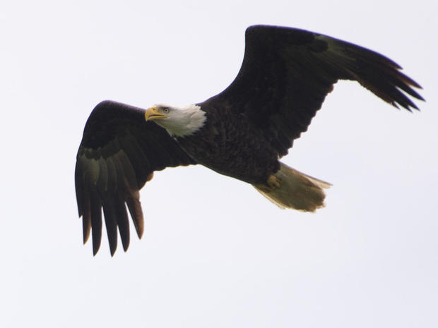 bald-eagle-in-flight-orlando-c-monaco-promo.jpg 