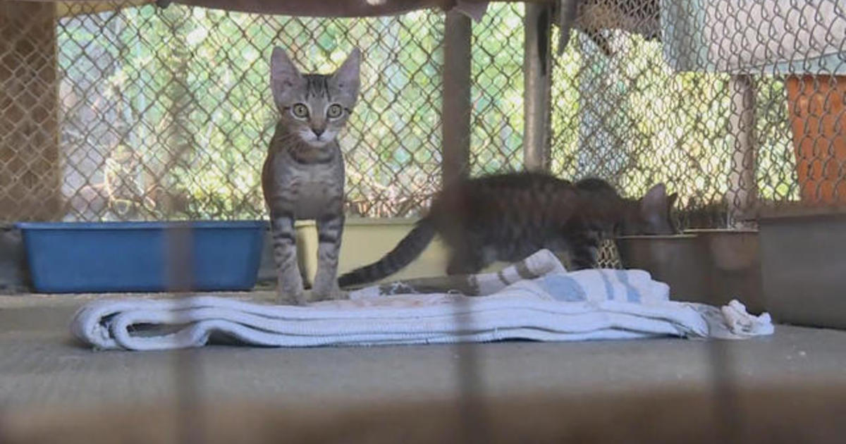 29 cats fatally mauled by 2 dogs at Alabama shelter CBS News