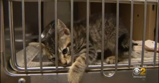 Court Clerk's Office Says Animal Abuser Registry Unused Because It Did