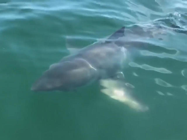 Florida Shark Attacks Jacksonville Surfer And Boogie Boarder In New Smyrna Beach Both Bitten And Survive Separate Shark Attacks Cbs News