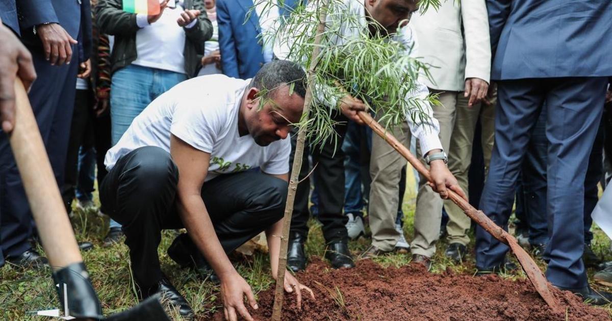 Ethiopia tree planting: Ethiopia plants 350 million trees ...