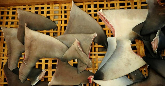 Congress urged to pass shark fin ban CBS News