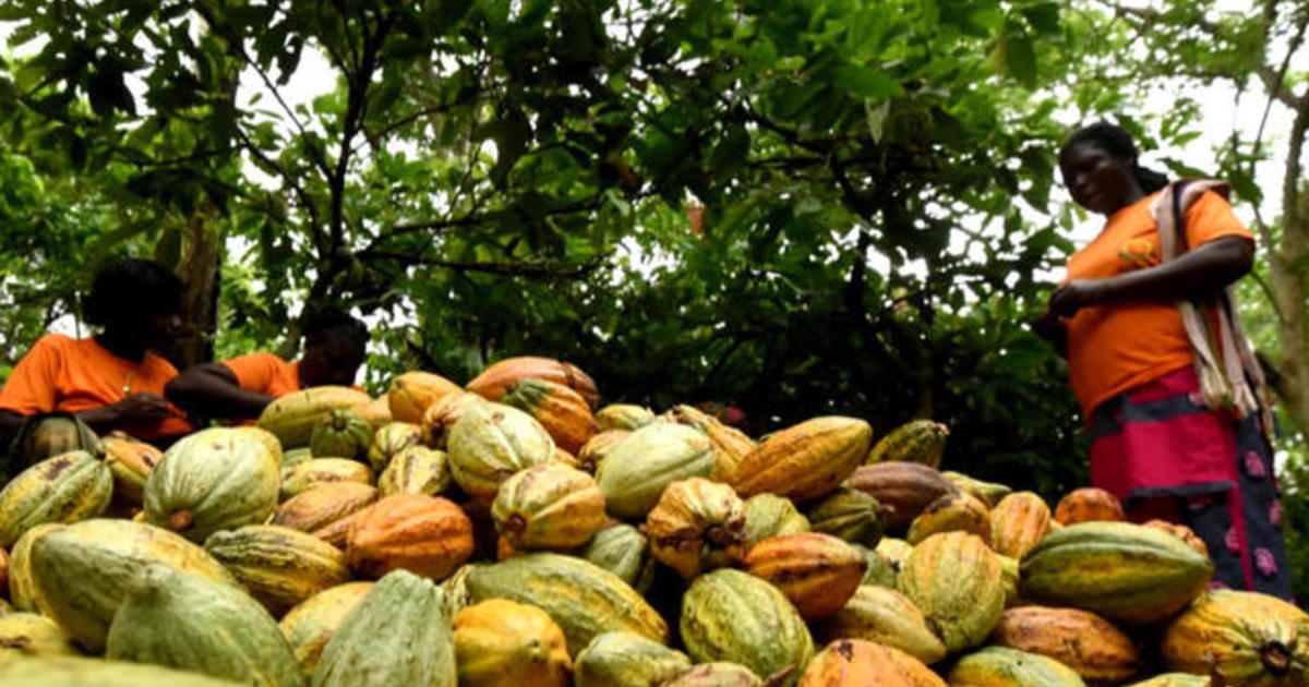 Us Proposes Ban On Cocoa From The Ivory Coast Over Evidence Of Forced