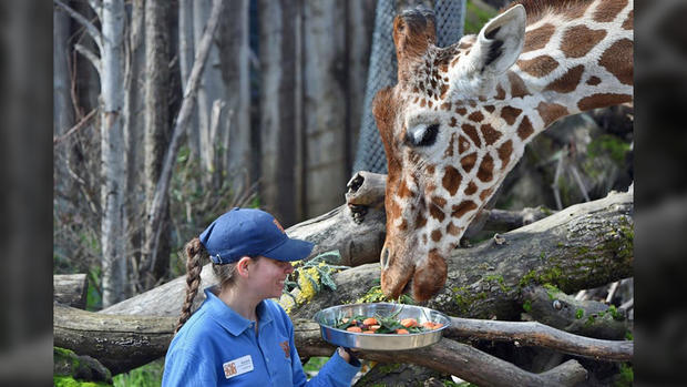 Giraffe Dies at Sacramento Zoo 