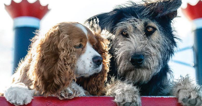 Rescue dog to become Disney star in new