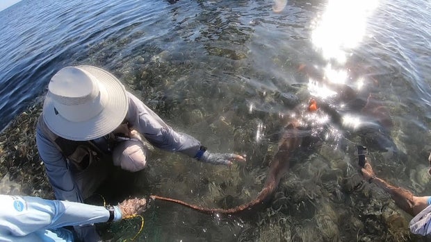 phillips-shark-tagging-082219-newspath-frame-3607.jpg