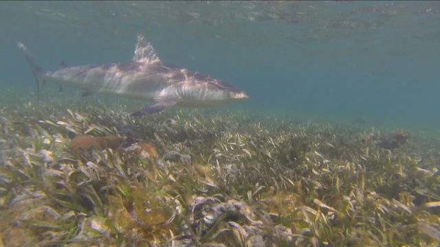 phillips-shark-tagging-082219-newspath-frame-2591.jpg