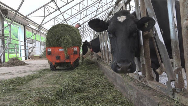 Not all milks are created equal The rise of Oatly and other plantbased "milk" drinks CBS News