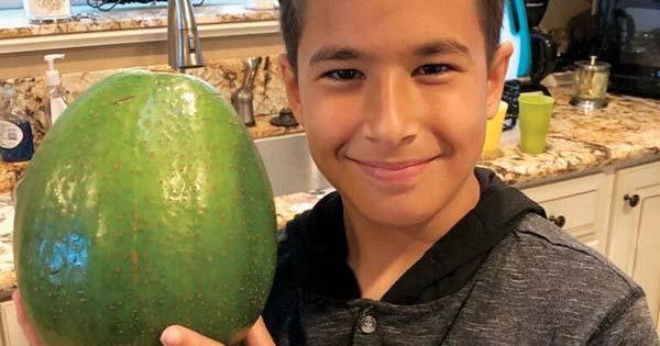 Largest avocado Massive 5.6 pound avocado in Hawaii wins Guinness