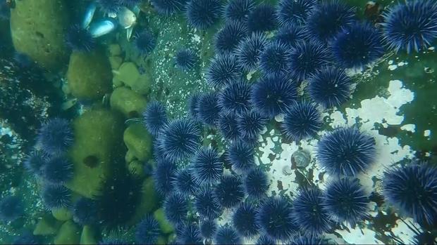 Sea Urchins Decimating Kelp Forest 