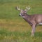 Watching for new COVID variants in wildlife now critical, CDC says