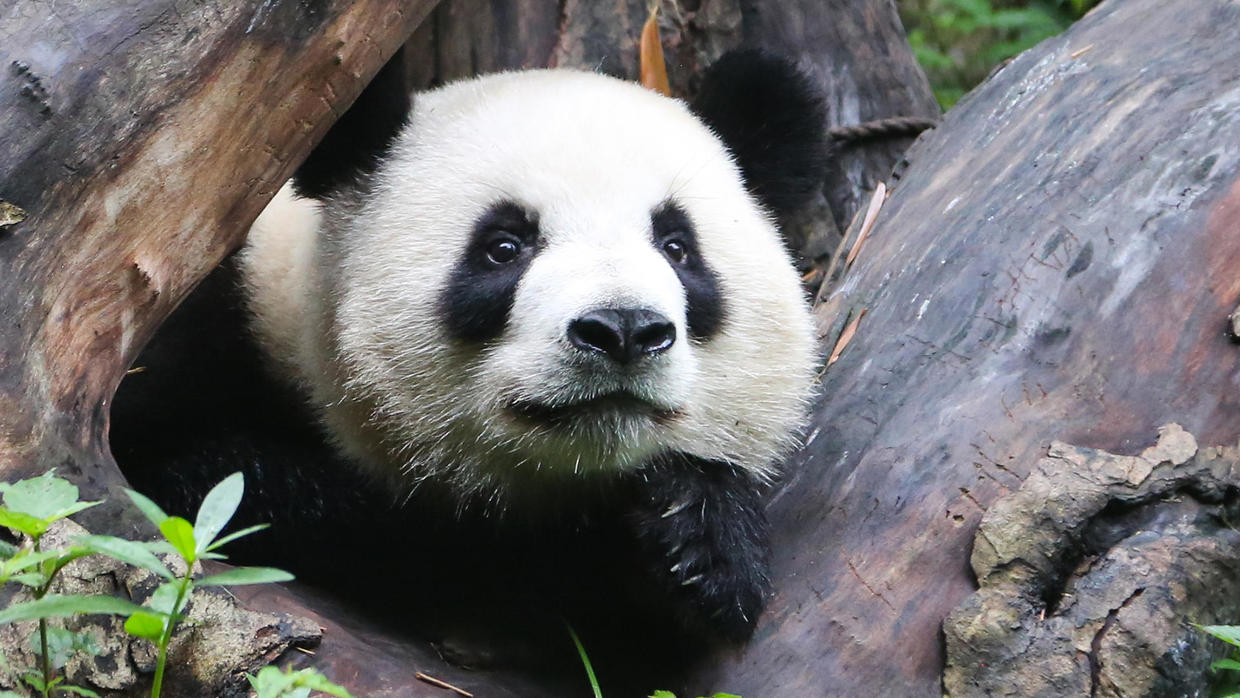 Giant pandas: Saving the giant panda from extinction - 60 Minutes - CBS