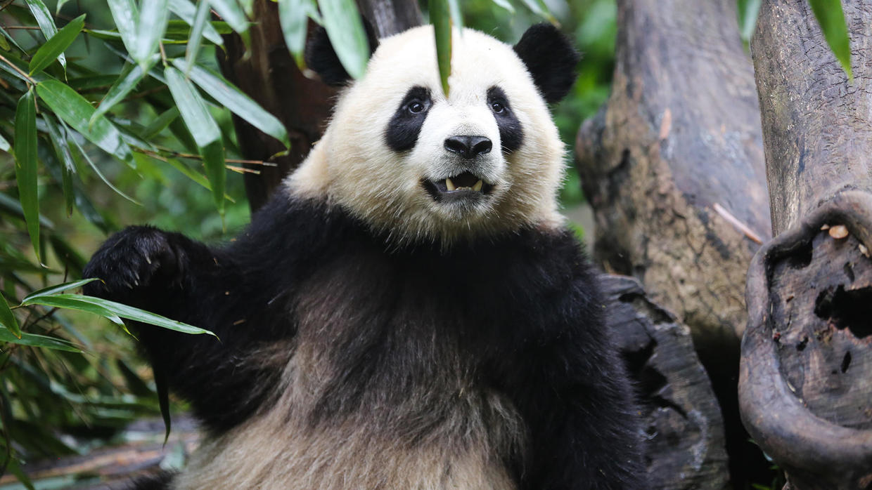 Giant pandas: Saving the giant panda from extinction - 60 Minutes - CBS