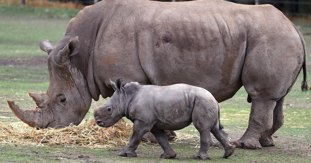Scientists hope fake rhino horn can save nearly-extinct animal