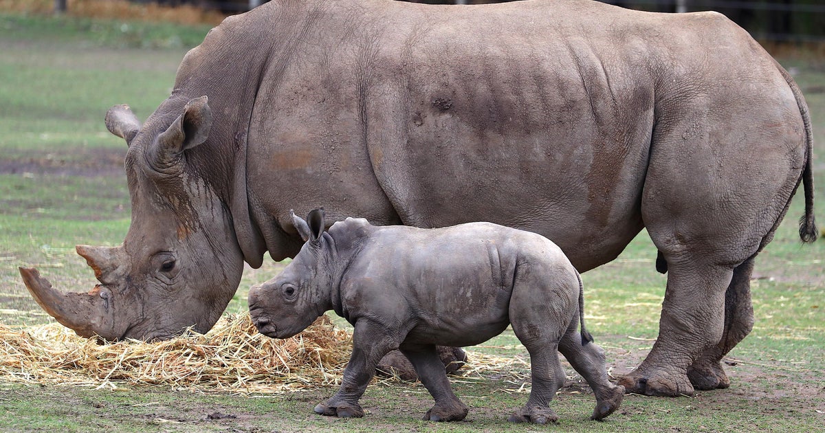 Fake rhino horn:Scientists hope fake rhino horn can help save nearly-extinct animal - CBS News