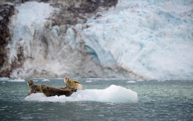 Harbor Seals Sit on an Ice Flow in Alaska