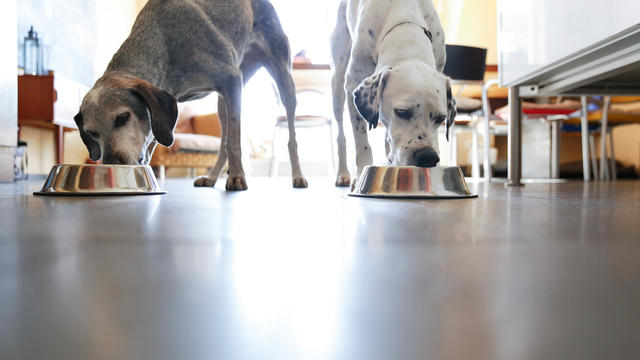 dog-food-dogs-eating-gettyimages-707451205-westend61-2000x1333.jpg 